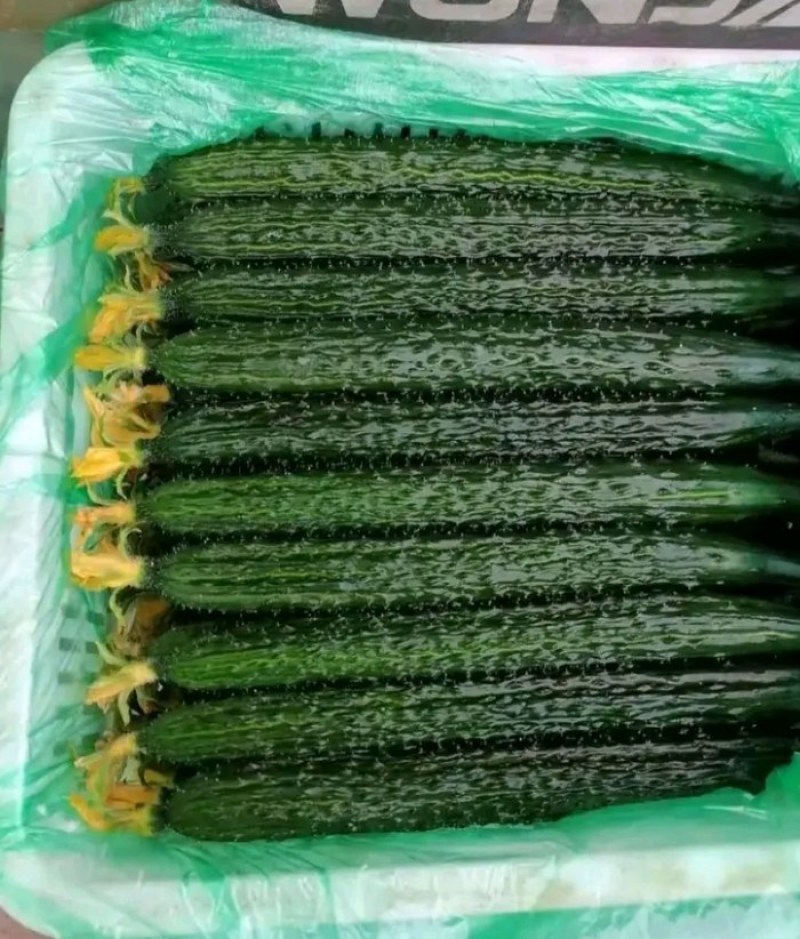 【推荐黄瓜】山东莘县密刺鲜花，干花，条直，油亮，保质量