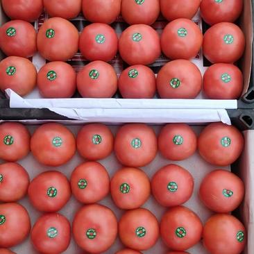 (精品)硬粉西红柿大量上市，质量保证支持商超产地直发