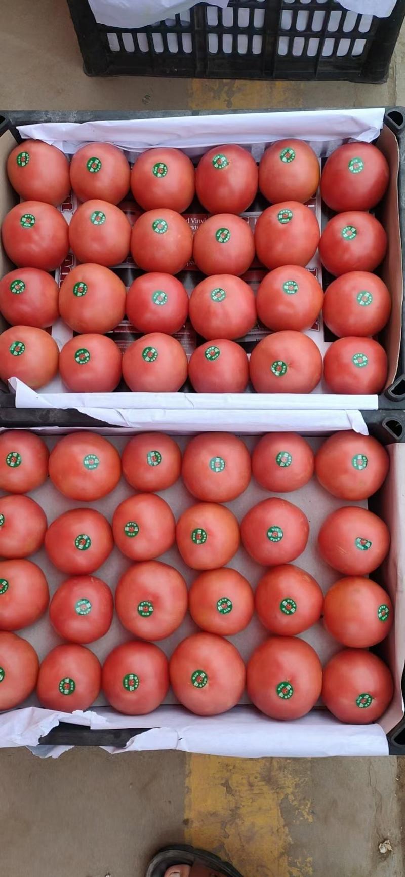 (精品)硬粉西红柿大量上市，质量保证支持商超产地直发