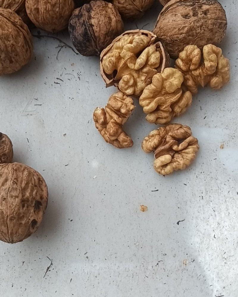 大凉山核桃香脆口感好干