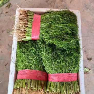 精品茴香苗产地直发一手货源质量保证!