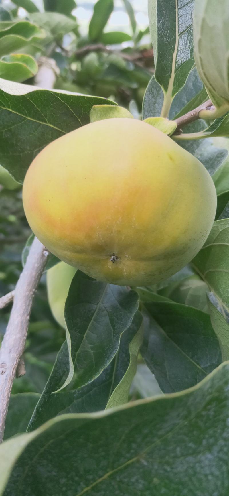 云南甜脆柿子脆柿甜柿柿子，基地直供，一件代发欢迎订
