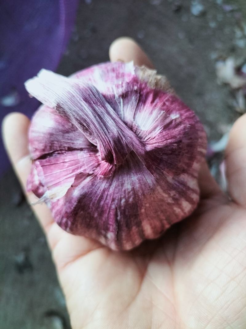云南紫皮蒜干蒜2025年新货产地直发