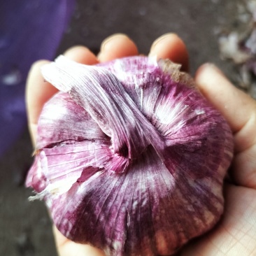 云南紫皮蒜干蒜2025年新货产地直发