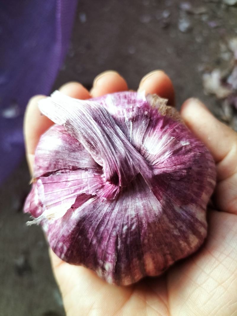 云南紫皮蒜干蒜2025年新货产地直发