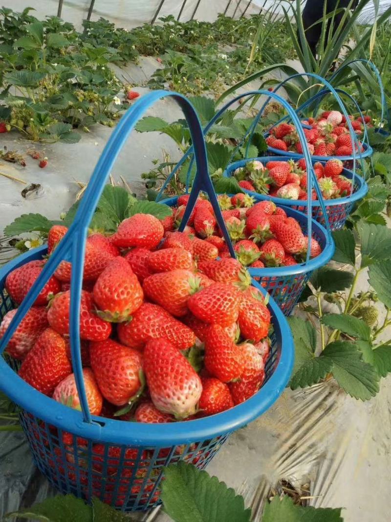 妙香七号草莓苗种植基地脱毒草莓苗根系发达现挖现卖保品种