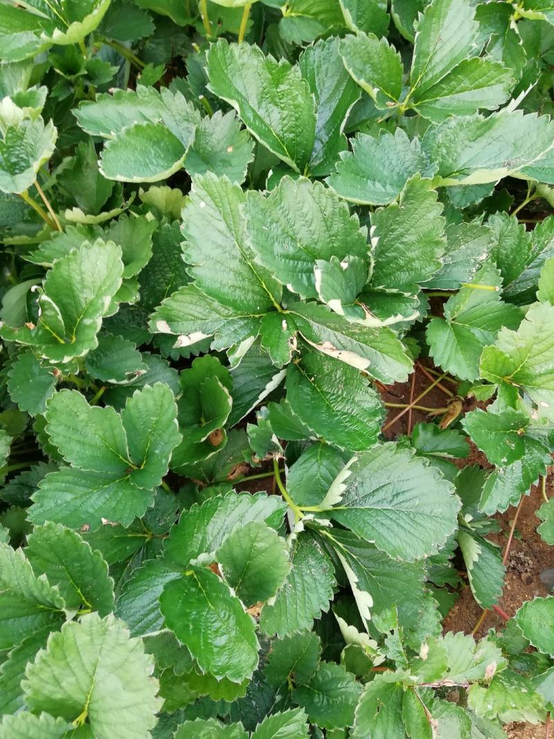 妙香七号草莓苗种植基地脱毒草莓苗根系发达现挖现卖保品种