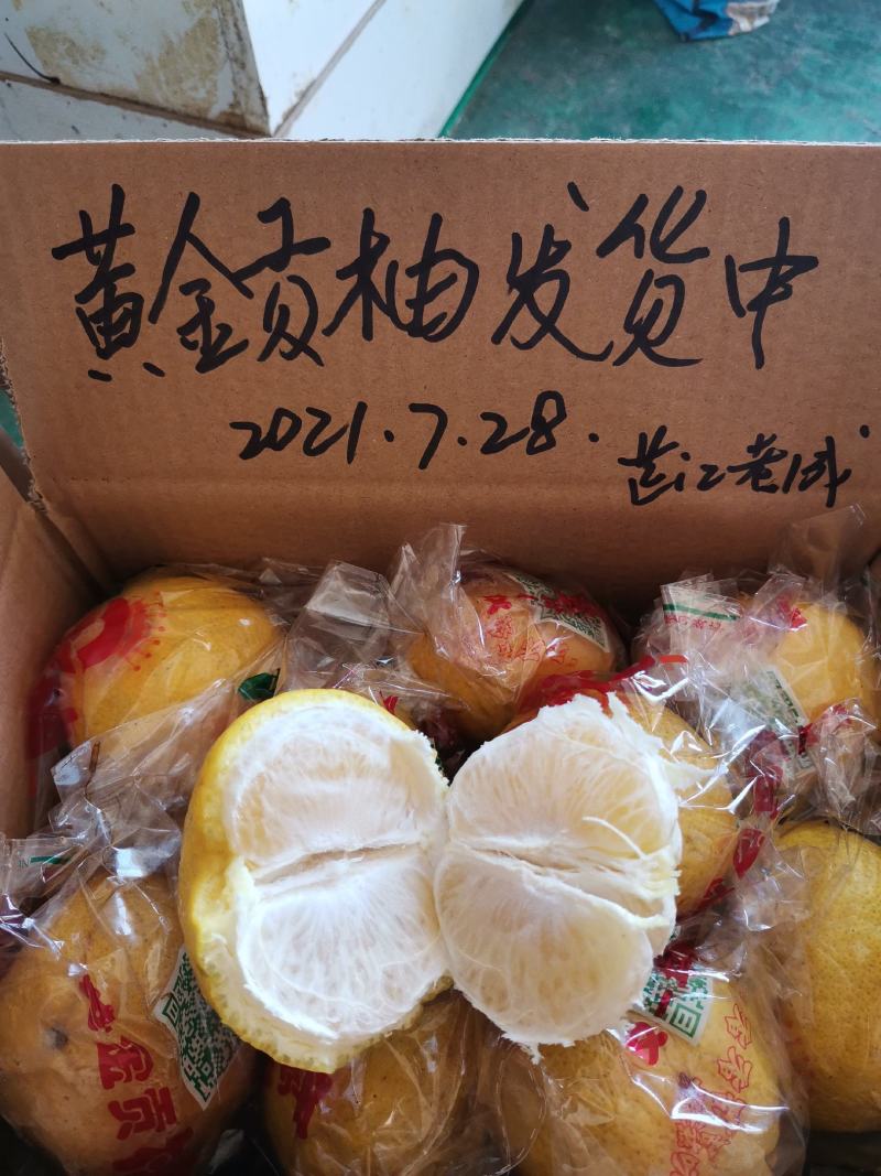黄金贡柚春香桔柚甜桔柚基地供货协助物流对接全国商超