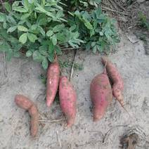 沙地红薯河南种植！