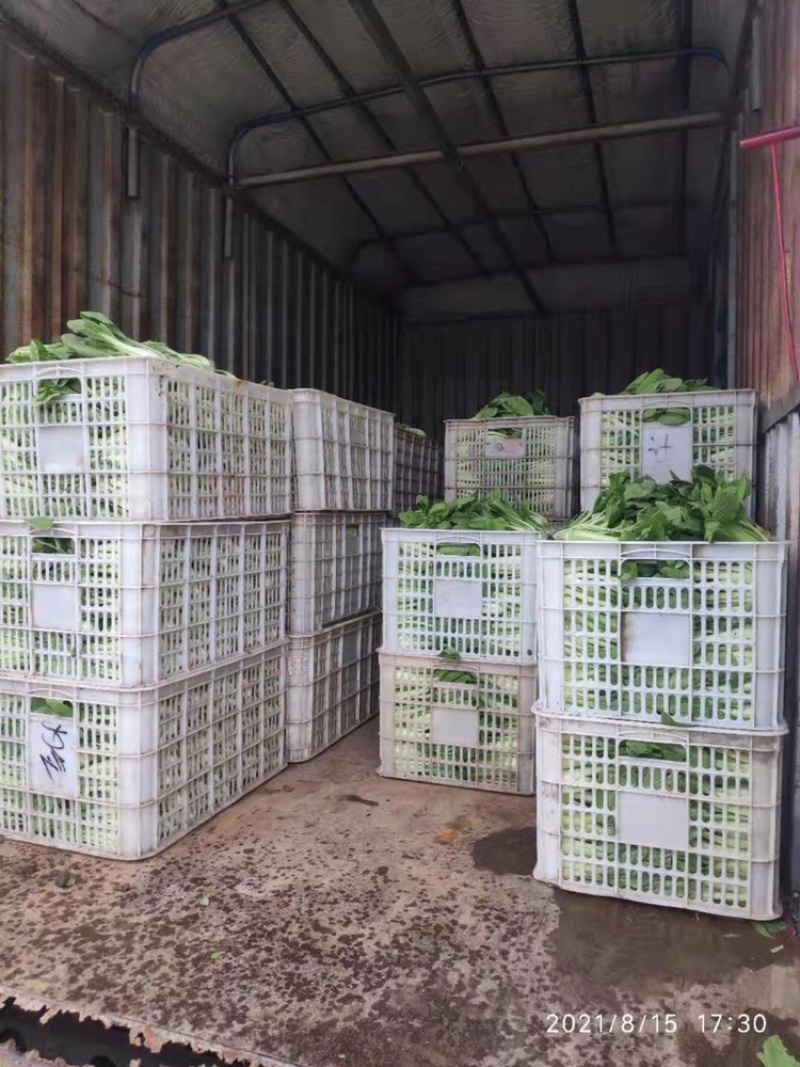 上海青🥬、蔬菜基地直销代办蔬菜品相优良价格优势