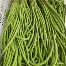 万亩蔬菜基地种植豆角长豆，品相精品价格便宜