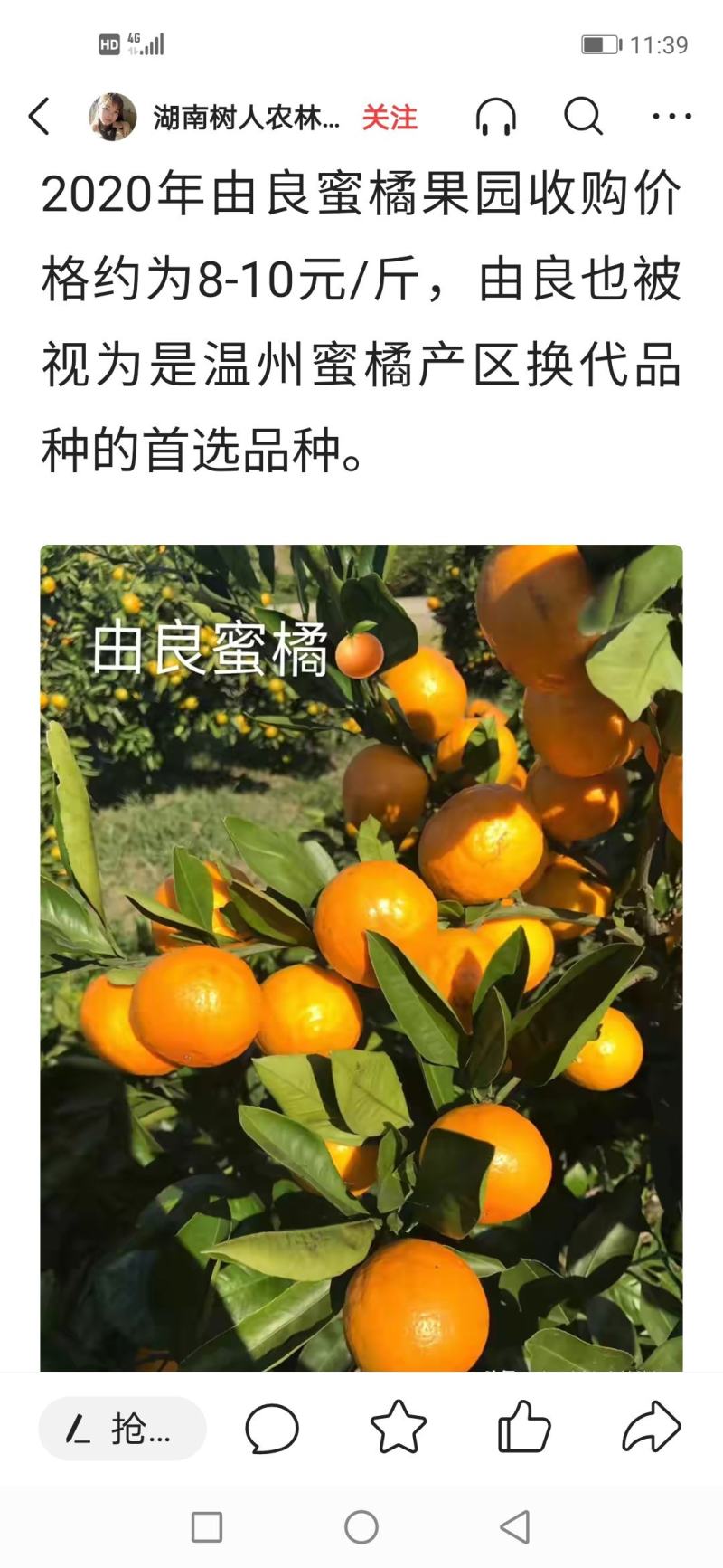 由良蜜桔苗早熟蜜桔苗果味甜化渣早产丰产易管理现挖保湿