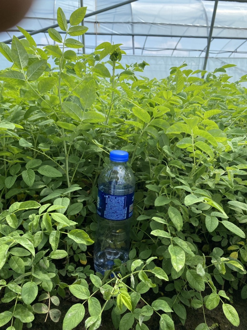 自家大棚草炭土，多季玫瑰，冷香玫瑰，苗好没中间商