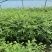 自家大棚草炭土，多季玫瑰，冷香玫瑰，苗好没中间商