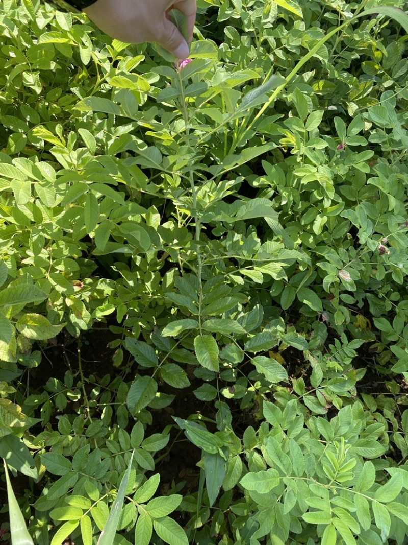 自家大棚草炭土，多季玫瑰，冷香玫瑰，苗好没中间商