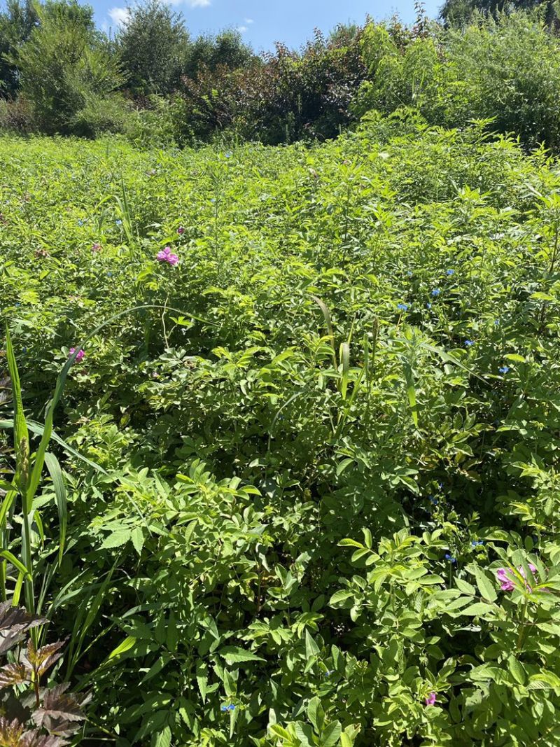 自家大棚草炭土，多季玫瑰，冷香玫瑰，苗好没中间商