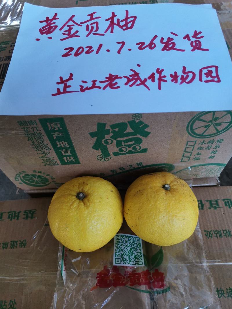 黄金贡柚枝条，可先买样品果后买枝条，提供管理技术