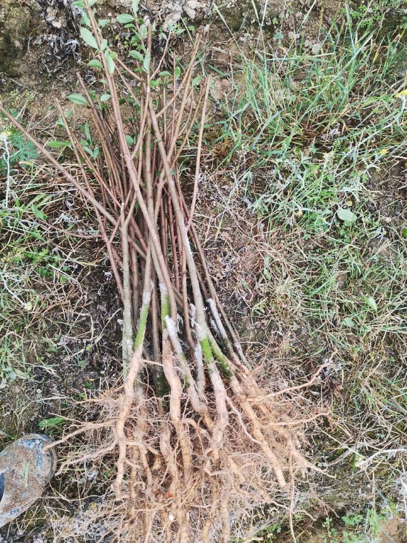 早熟锦春黄桃苗6月初成熟果大味甜，两年挂果苗现挖保湿