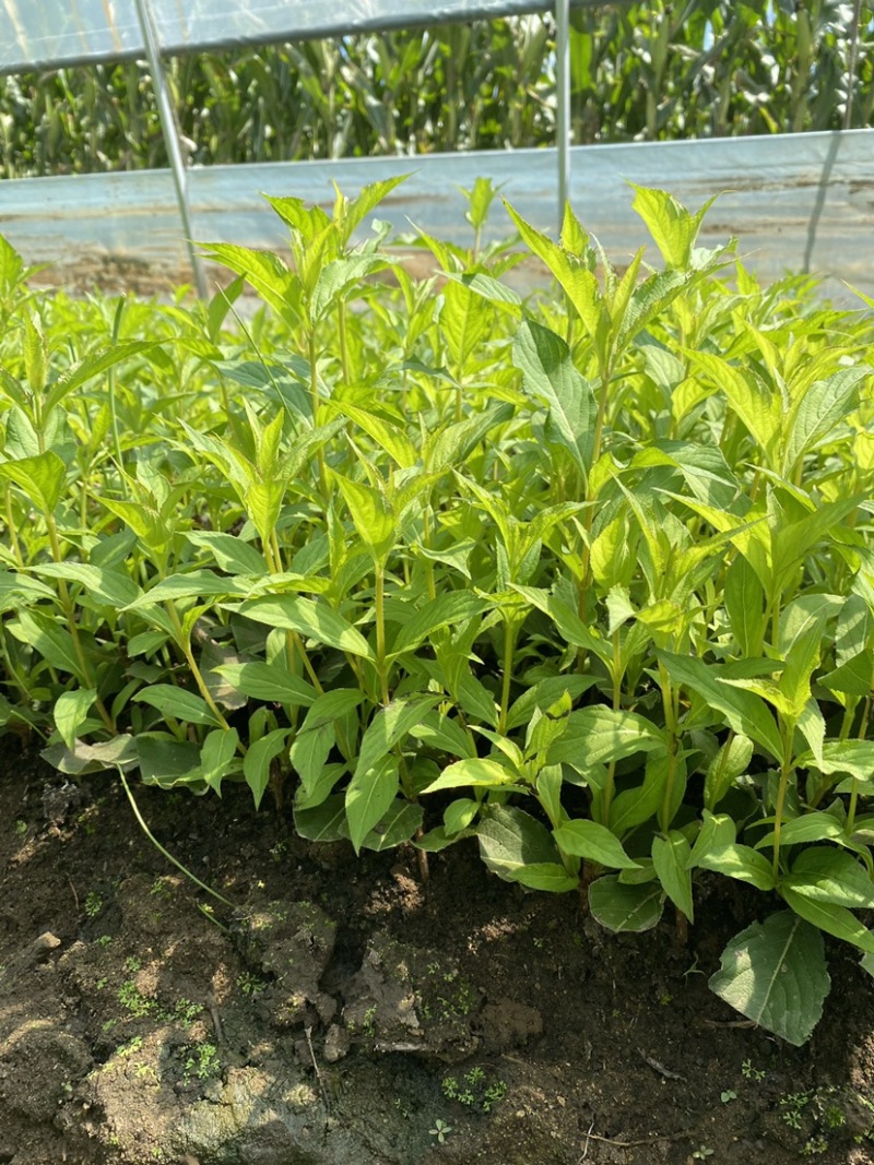 自家大棚，草炭土，红王子锦带，价格合理，产地直发