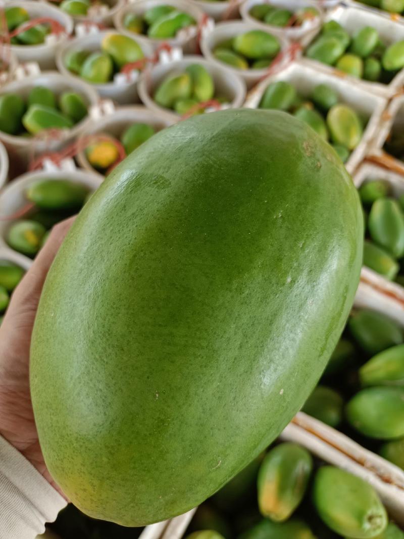 大青木瓜，几百亩产地现场发货，大量有货，可供市场，电商。
