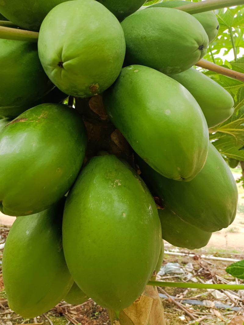 大青木瓜，几百亩产地现场发货，大量有货，可供市场，电商。