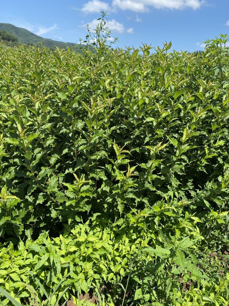 自家工程苗，红王子锦带，大墩，多条，价格合理