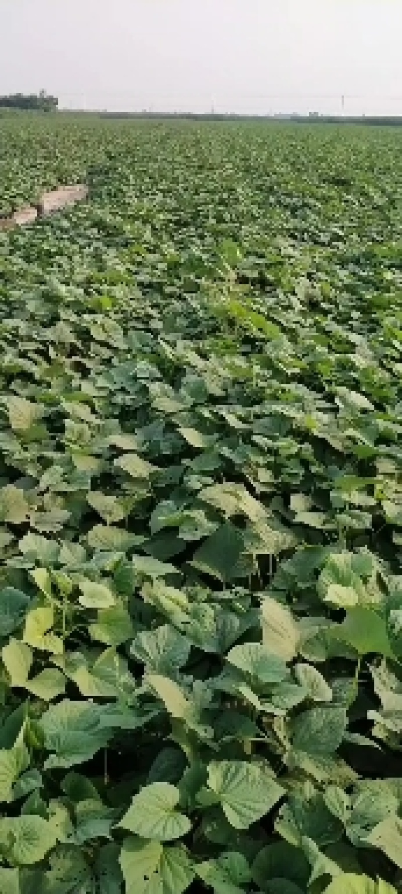 西瓜红红薯，口头甜，条形好，颜色好看，耐运输。适合全国各