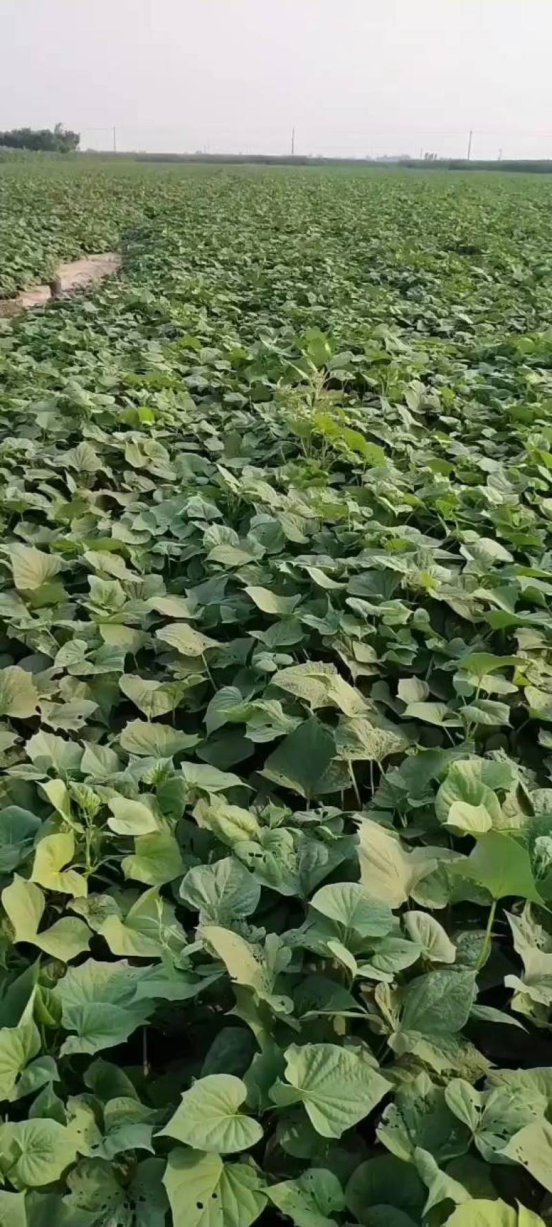西瓜红红薯，口头甜，条形好，颜色好看，耐运输。适合全国各
