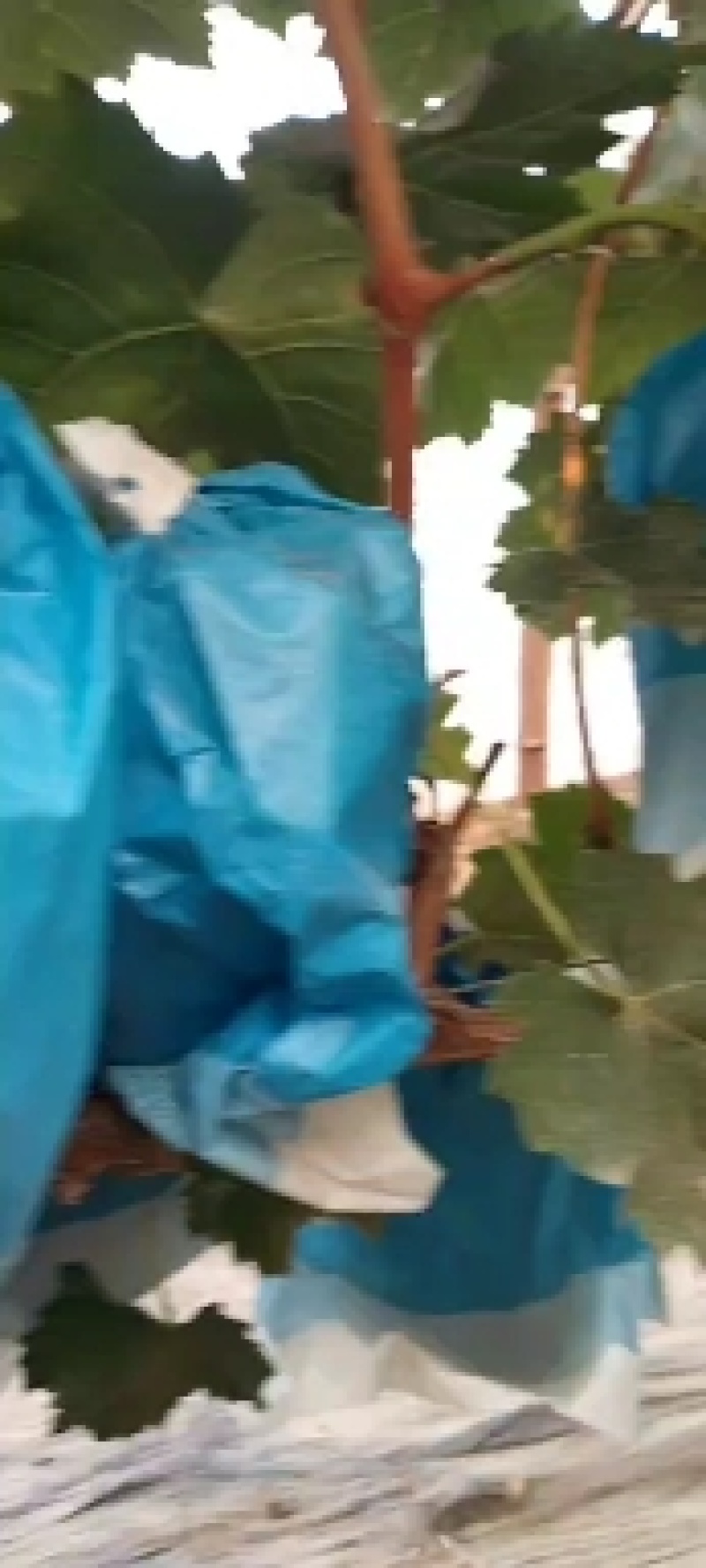 晴王，阳光玫瑰香口头甜，质量好，价格低，种植面积大