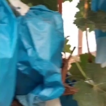晴王，阳光玫瑰香口头甜，质量好，价格低，种植面积大