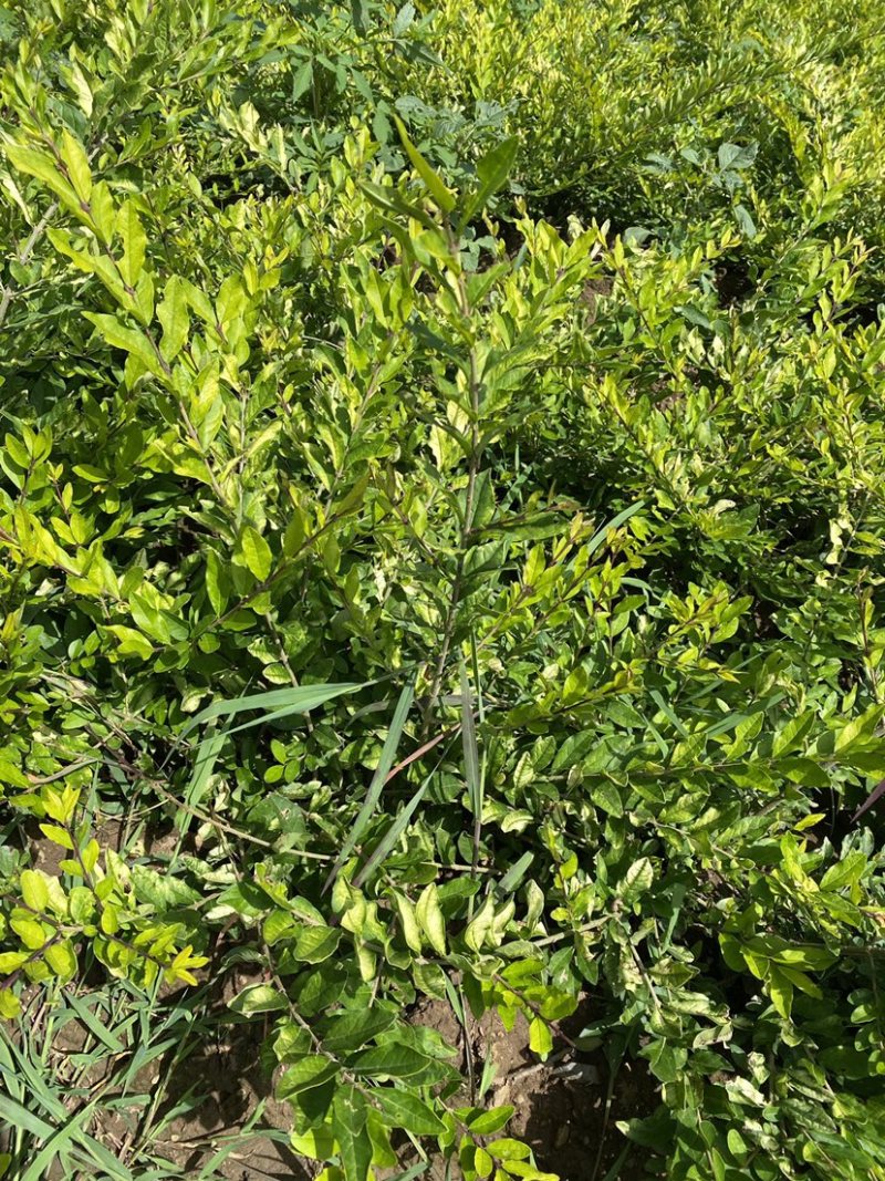 自家工程苗，金叶水腊，好苗，价格合理，无中间商