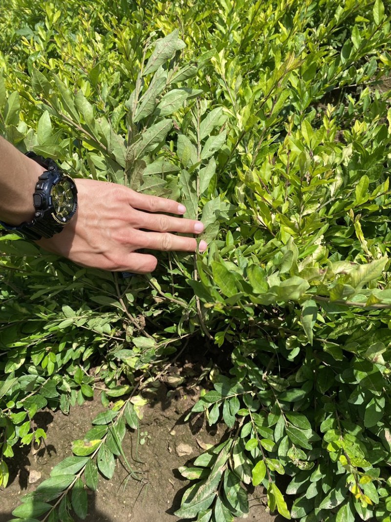 自家工程苗，金叶水腊，好苗，价格合理，无中间商