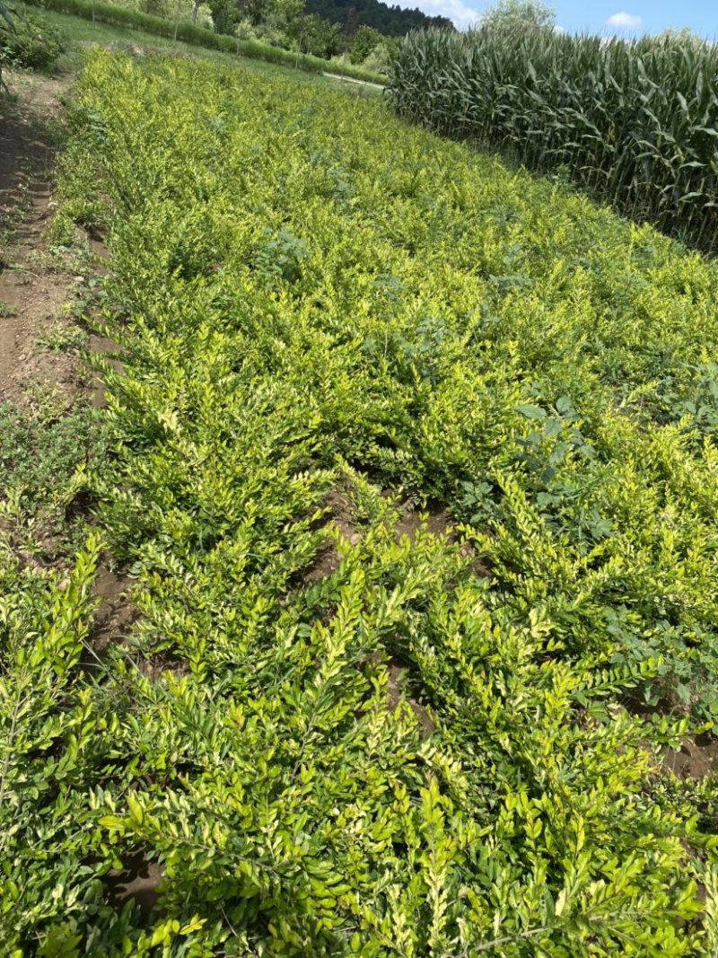 自家工程苗，金叶水腊，好苗，价格合理，无中间商
