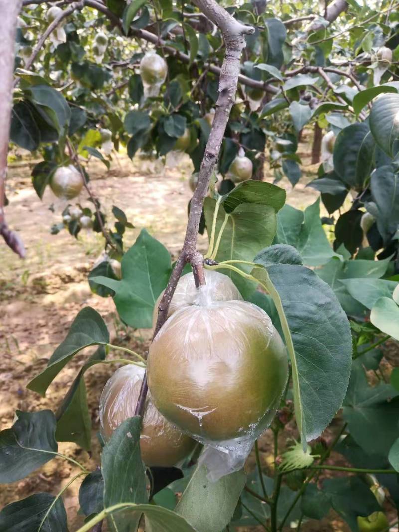 玉露香梨已经开始采摘啦！