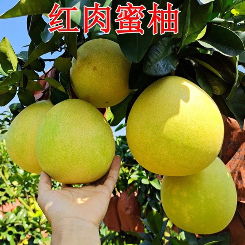 三红柚蜜柚黄心蜜柚电商货市场货各种规格都有