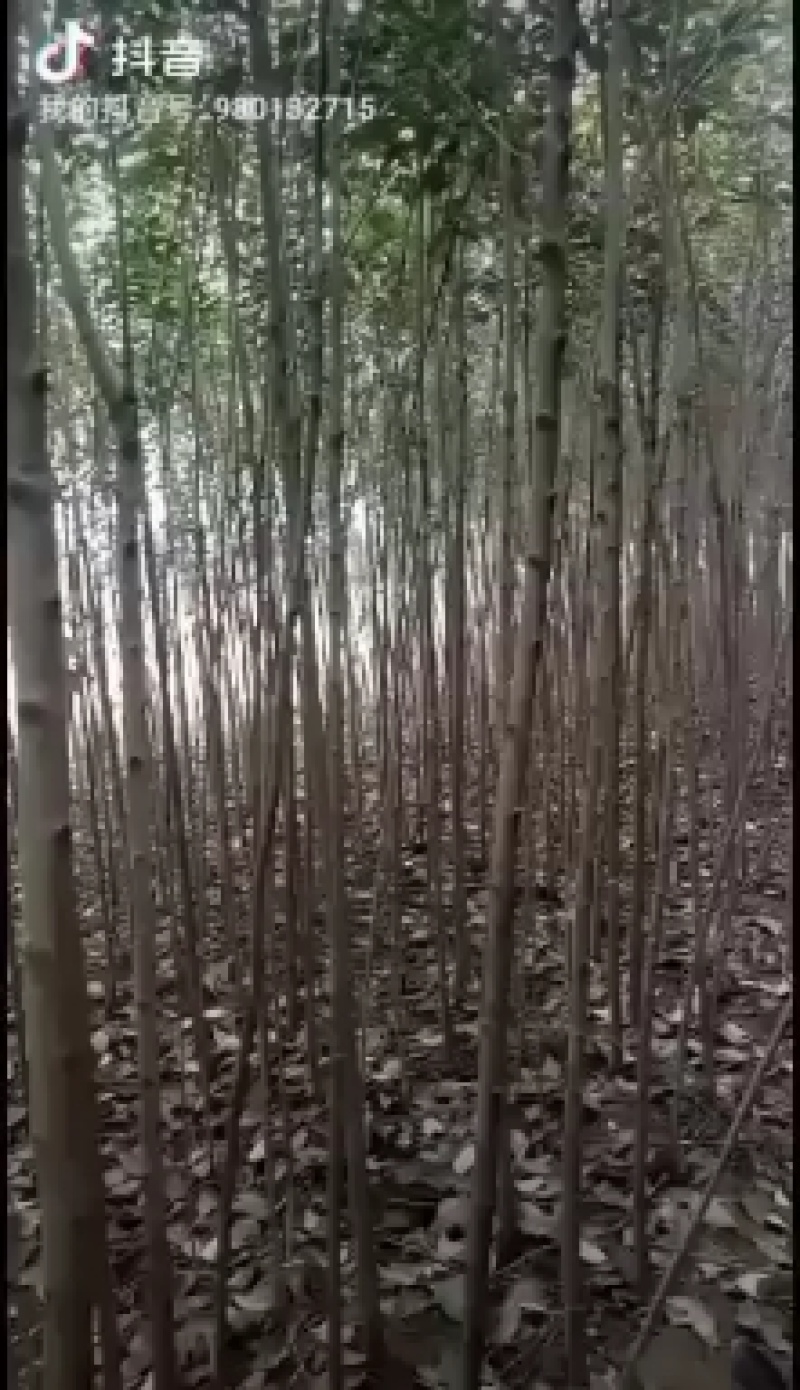 冬青树(女贞)