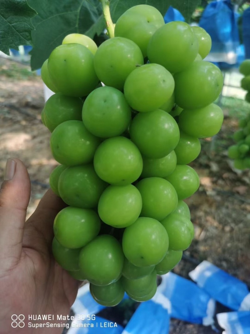 阳光玫瑰晴王承接各大品牌，支持一件代发