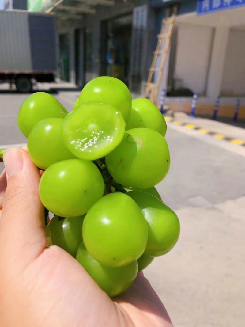 阳光玫瑰晴王承接各大品牌，支持一件代发
