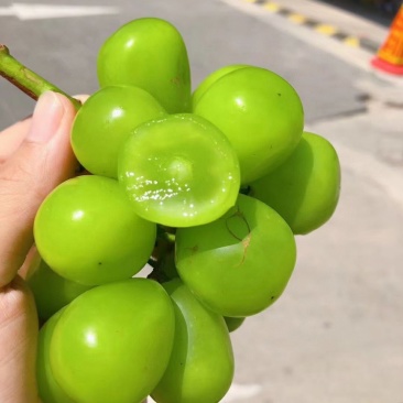 阳光玫瑰晴王承接各大品牌，支持一件代发