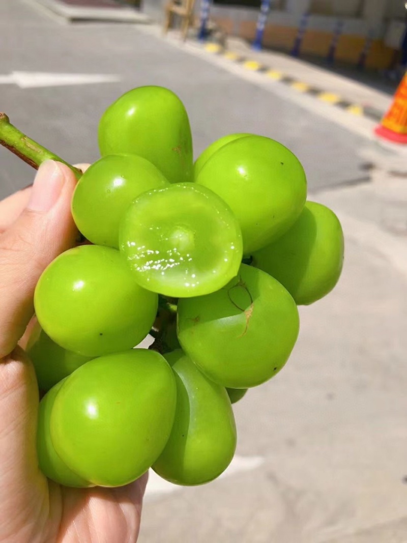 阳光玫瑰晴王承接各大品牌，支持一件代发