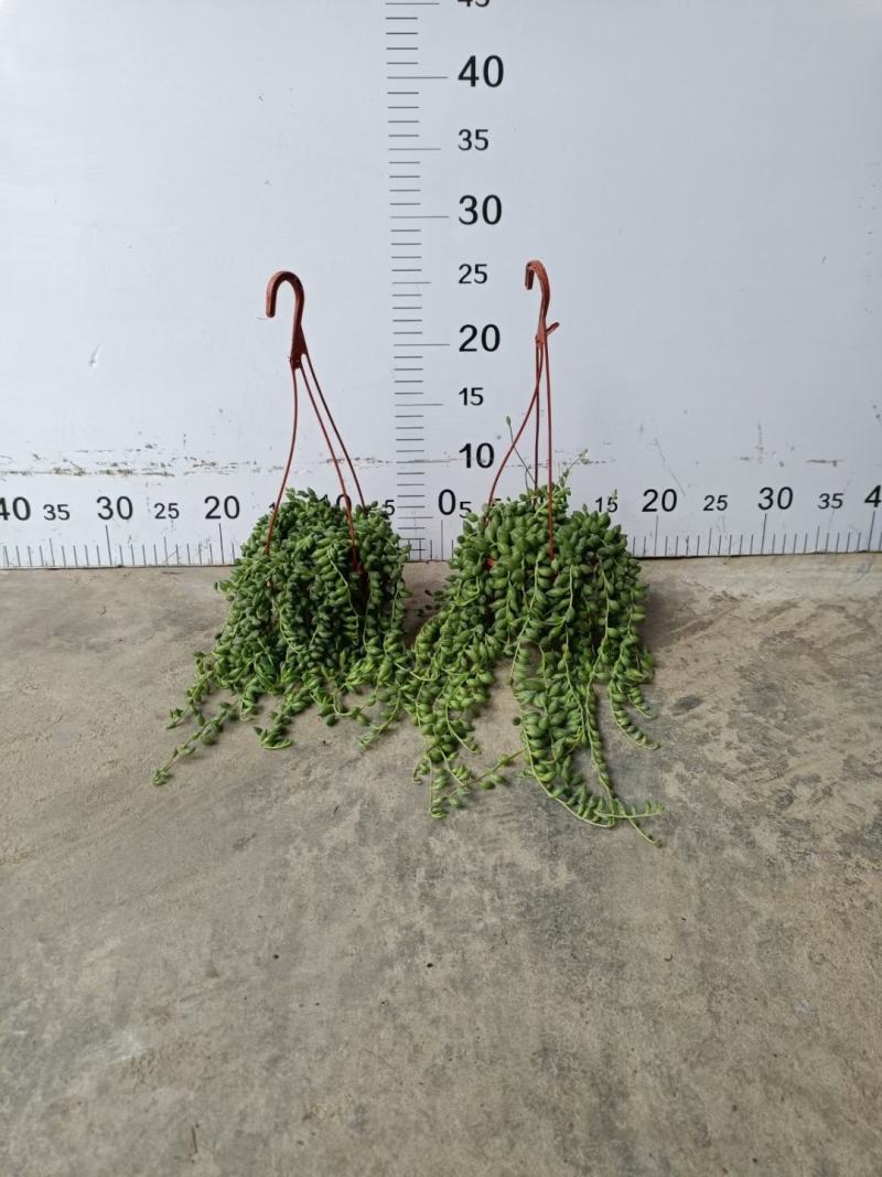 105规格佛珠吊兰盆栽基地直销30盆起批