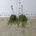105规格佛珠吊兰盆栽基地直销30盆起批