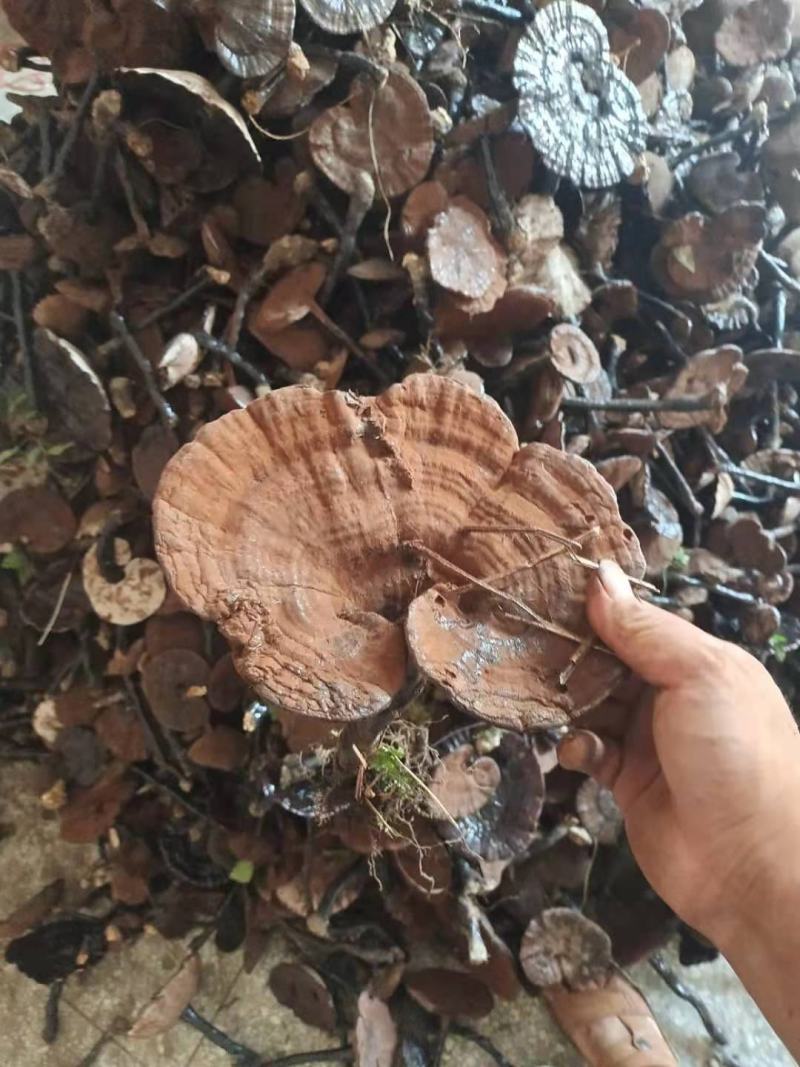 正宗广西桂林野生灵芝一代菌种批发