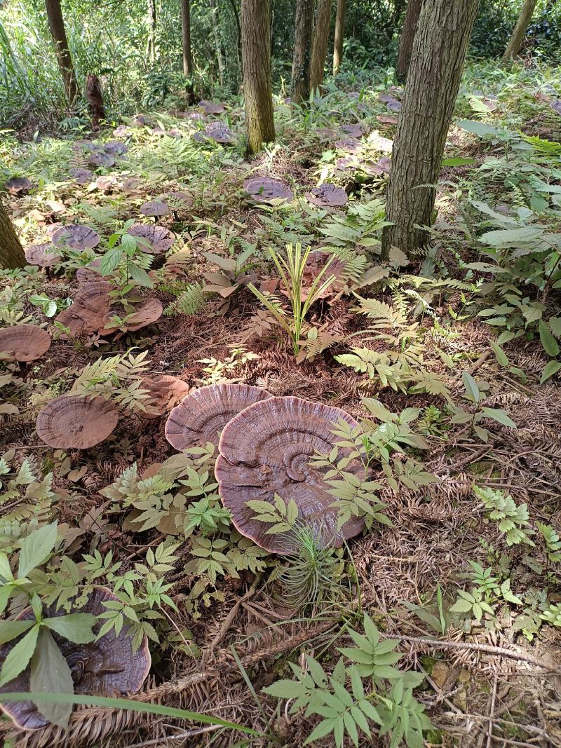 正宗广西桂林野生灵芝一代菌种批发