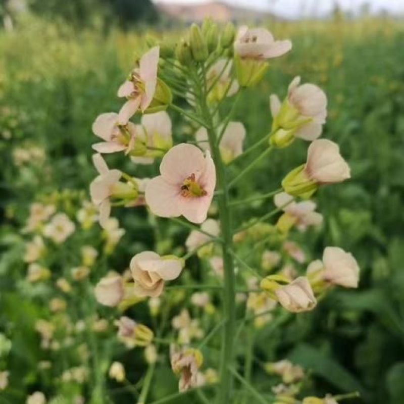 黄油菜籽种子观赏菜籽种子高产榨油油菜籽包邮