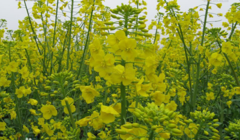 黄油菜籽种子观赏菜籽种子高产榨油油菜籽包邮