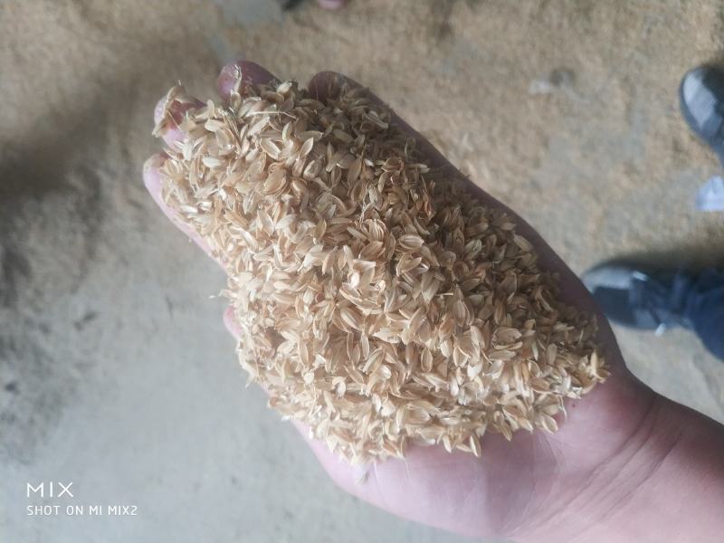 新鲜稻壳厂家直供酿造稻壳养殖垫料稻壳
