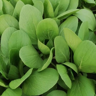 油菜
