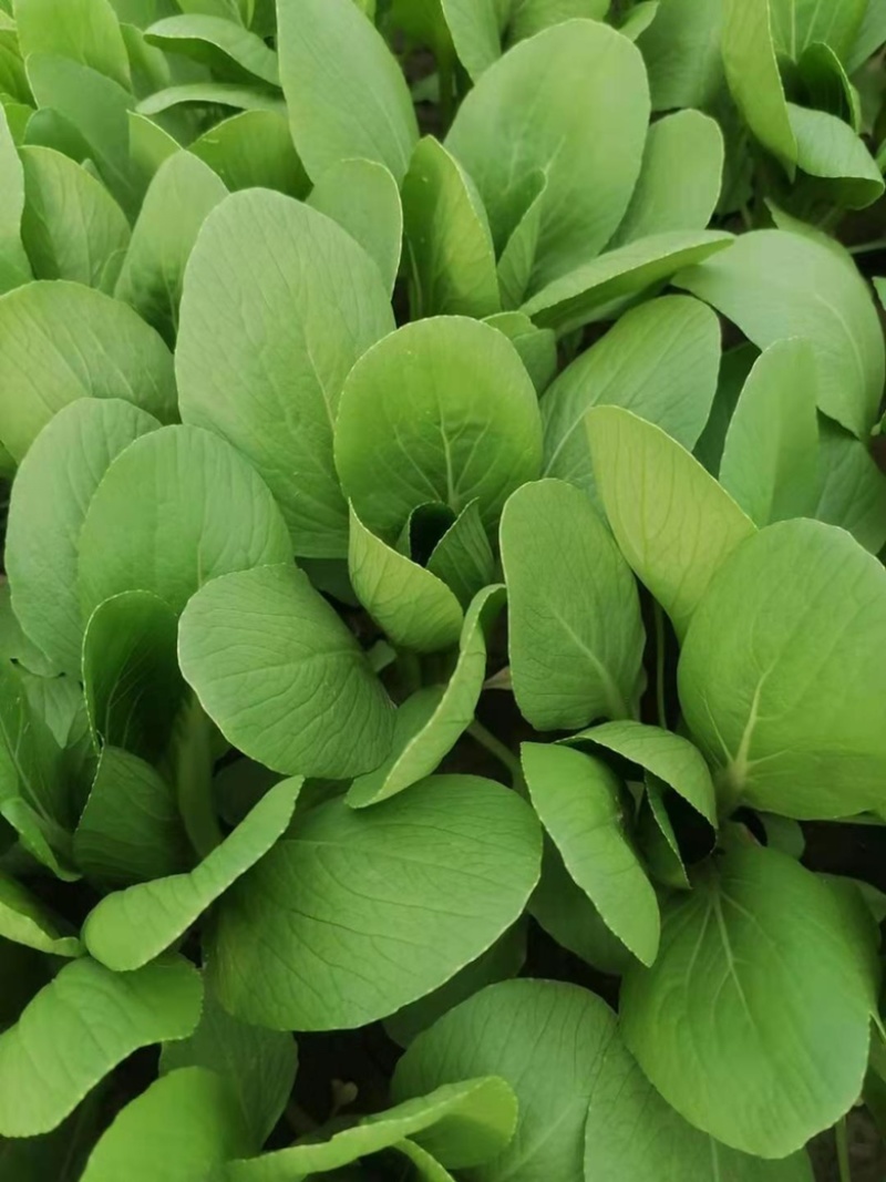 油菜