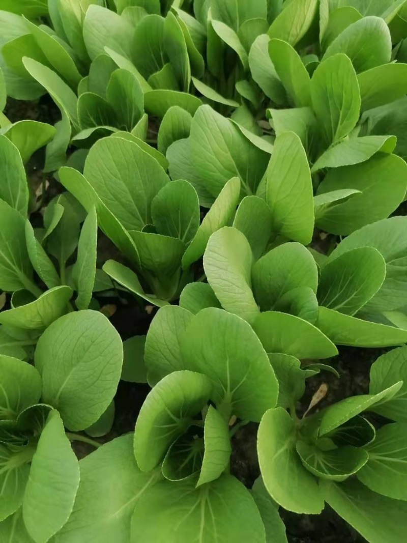 油菜